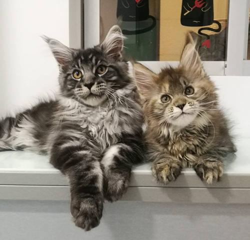 Mojaito Berkano las Arenas & Berkano Beltane