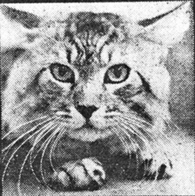 Heidi Ho Henry Sayward_1975