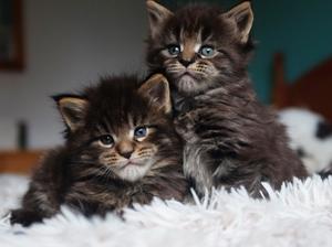 Berkano Noshi & Berkano Takoda