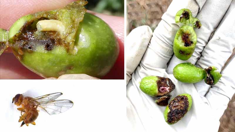 Identificación de la mosca del olivo