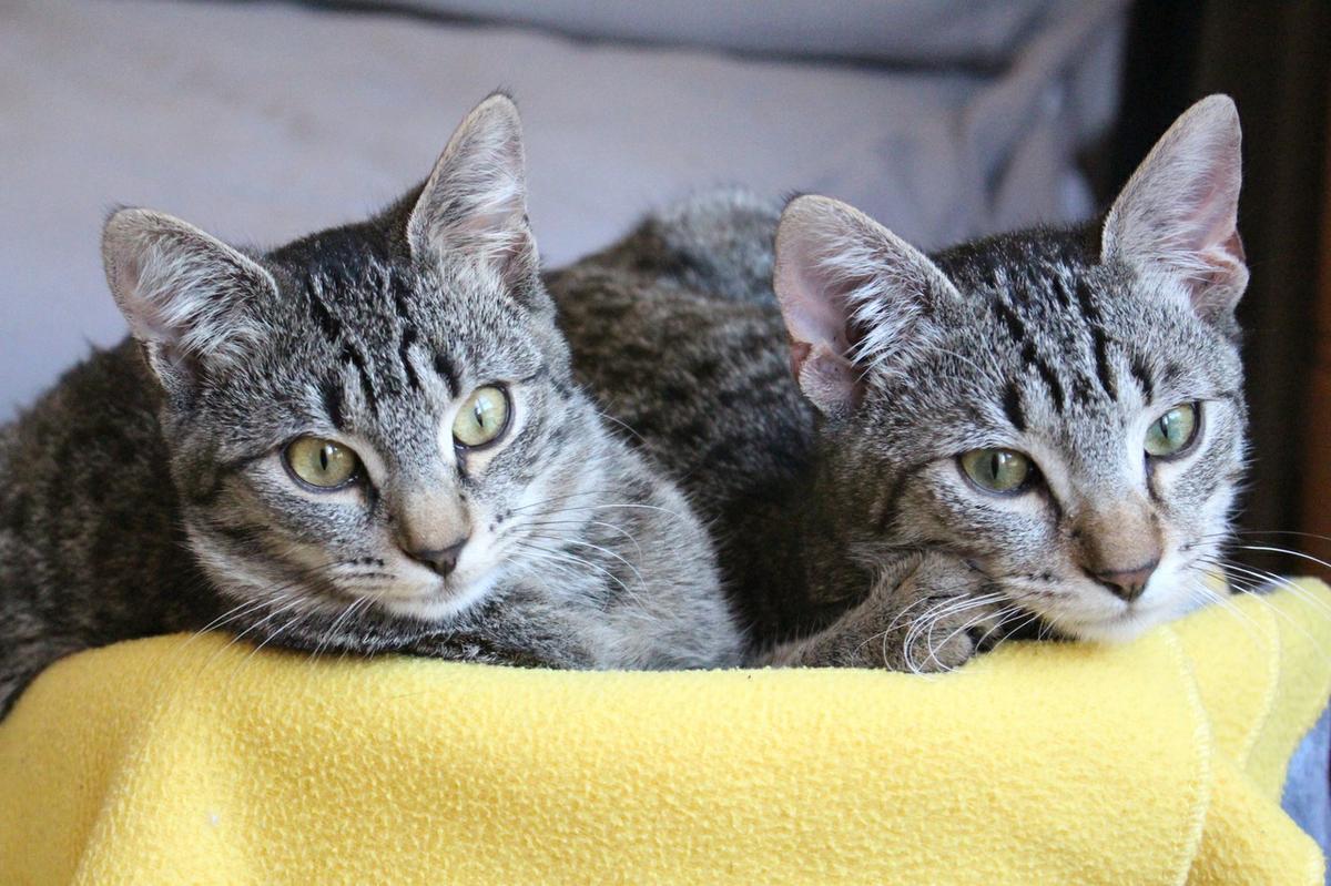 Ten paciencia si quieres que tus gatos se lleven bien