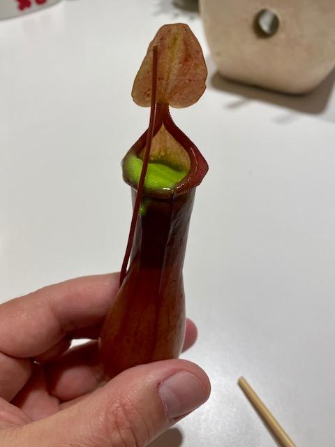 Todo es verXO en diverXO