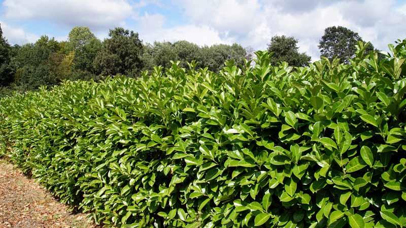 Prunus laurocerasus en jardín