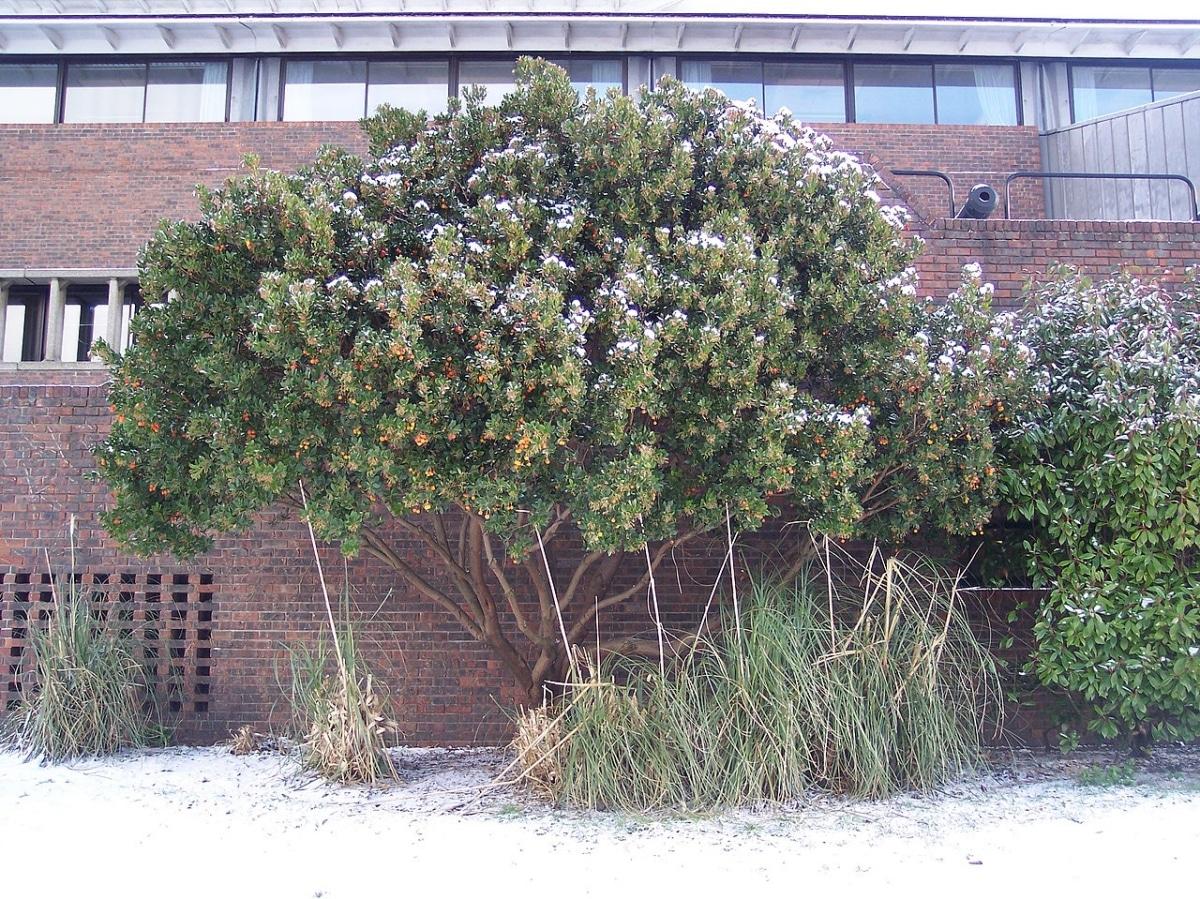 El madroño es un frutal perenne