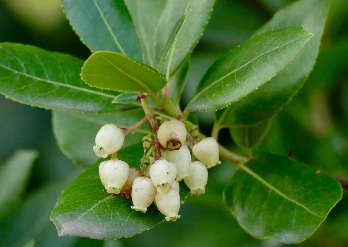 Las flores del madroño son blancas