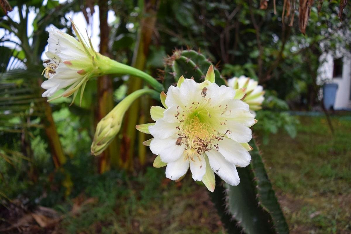 El Cereus jamacaru es un cactus arb&oacute;reo