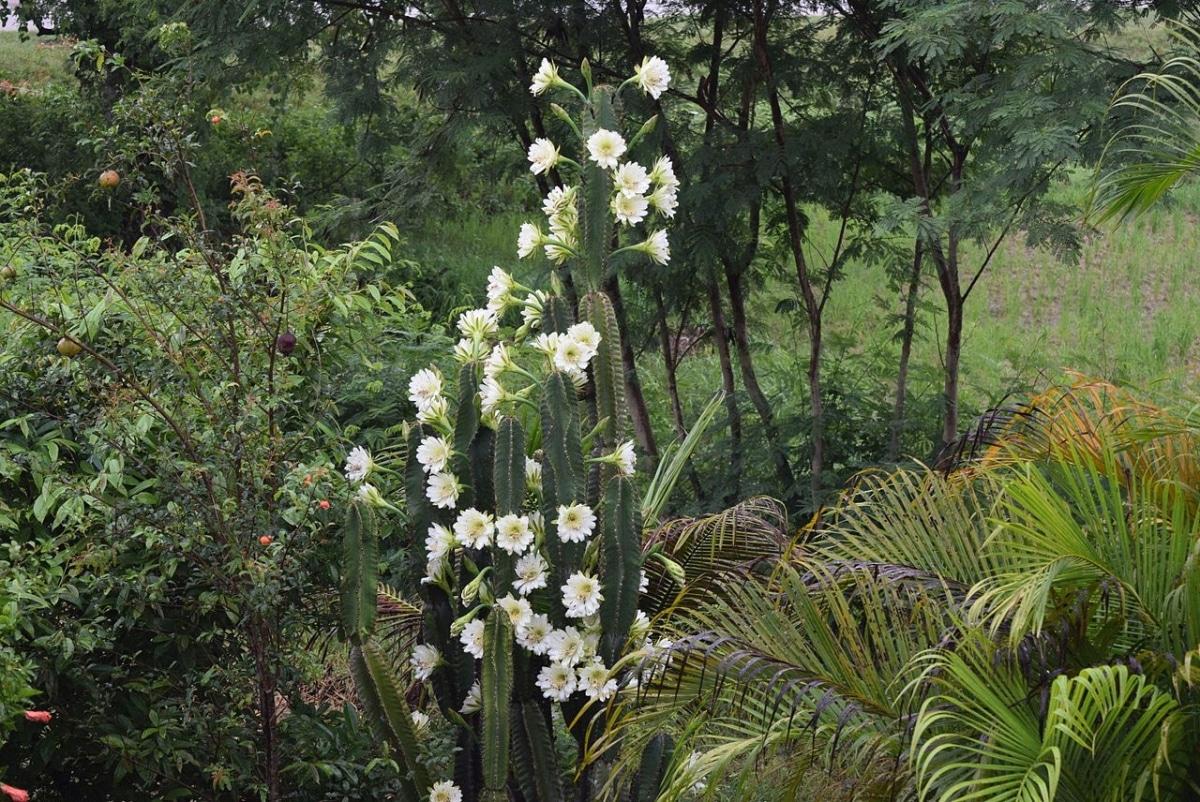 El Cereus jamacaru es tropical