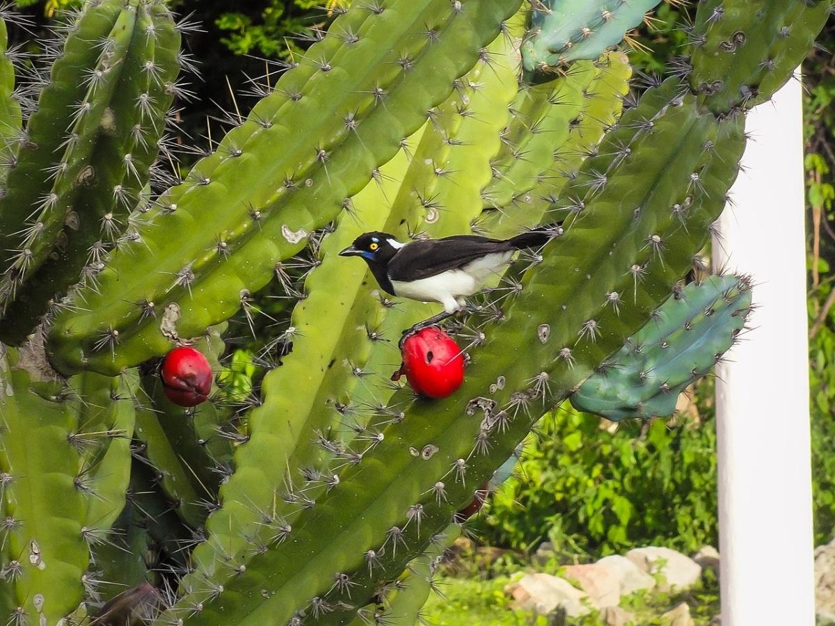 El Cereus jamacaru es una planta espinosa