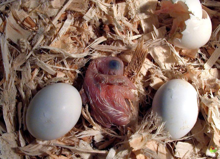 Cómo cuidar un huevo de pájaro en casa