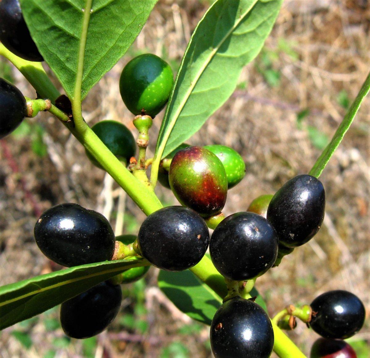 Los frutos del laurel son negros