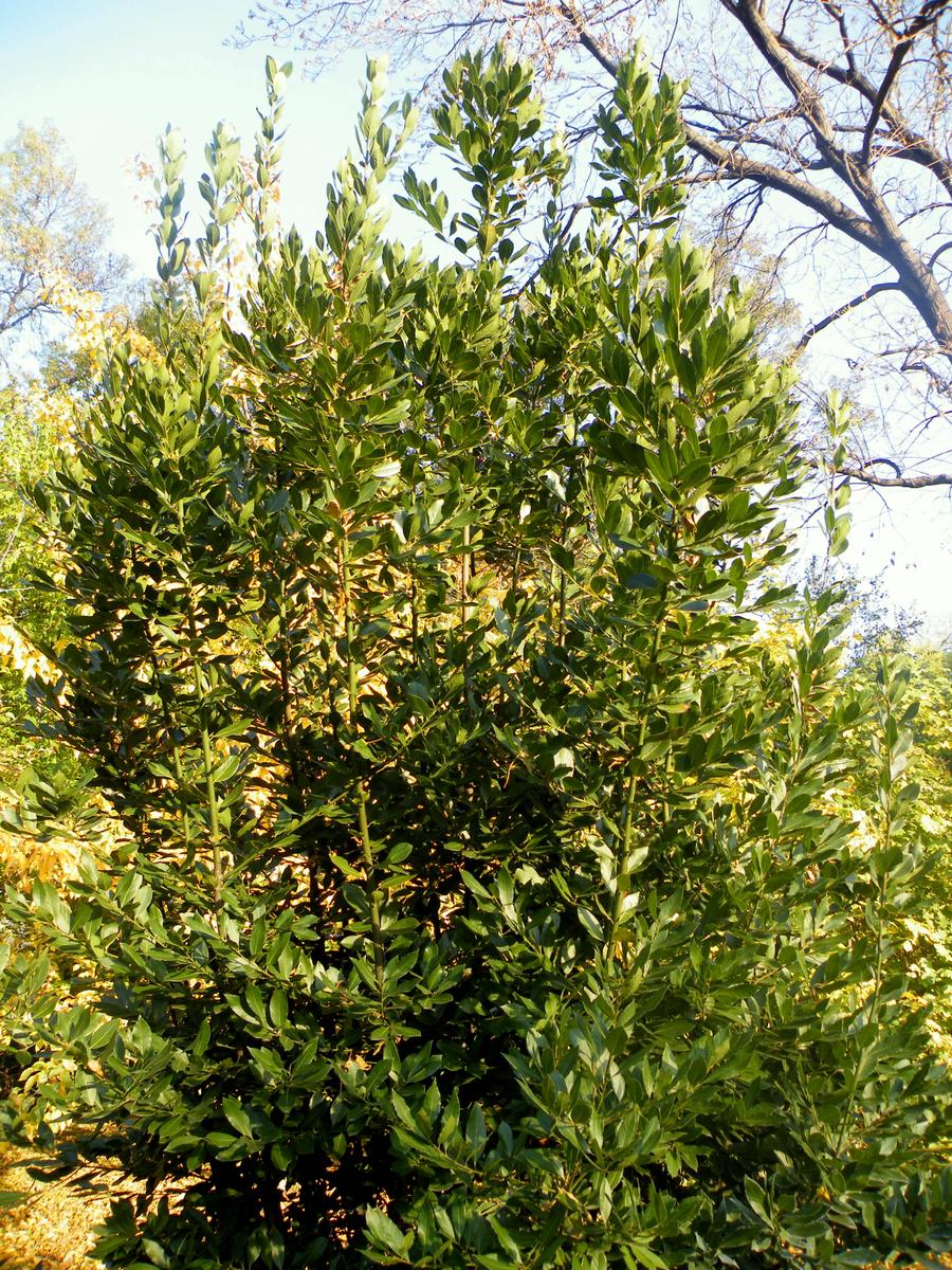 El laurel es un árbol de jardín
