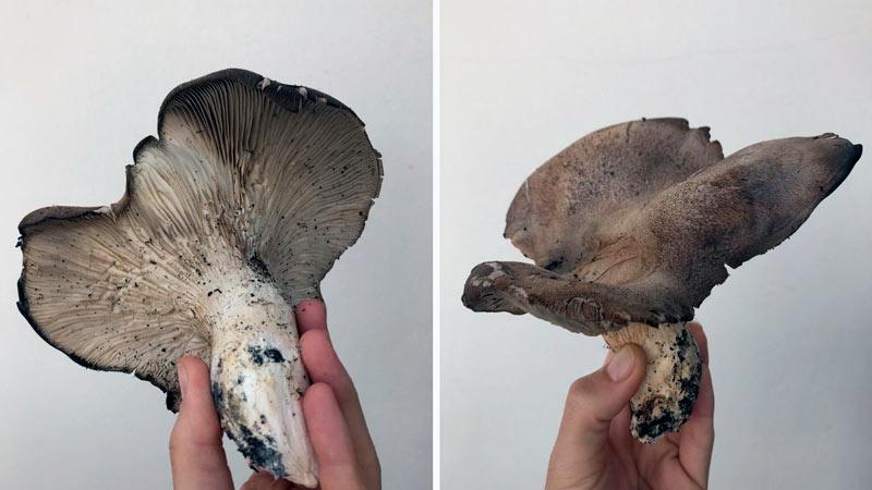 como son setas cardo negro