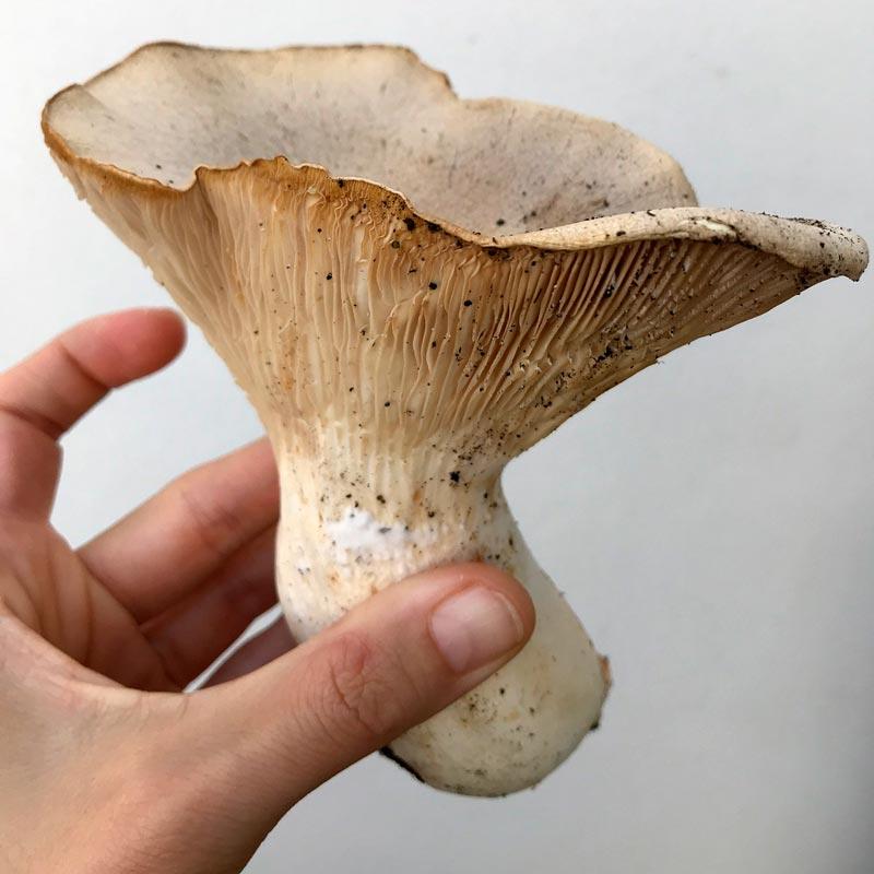 3 Ideas de Recetas para aprovechar las Setas de temporada