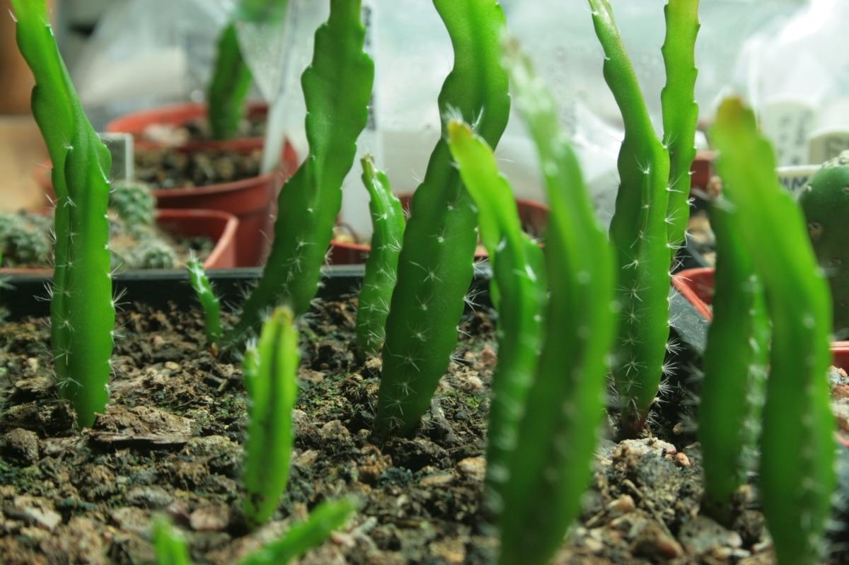 El Epiphyllum anguliger se multiplica por semillas y esquejes