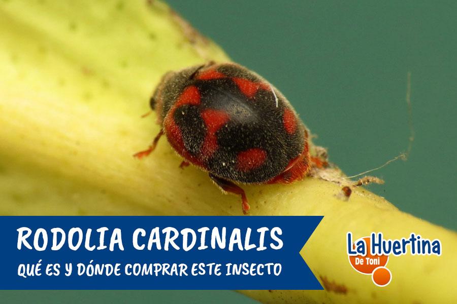 Rodolia Cardinalis