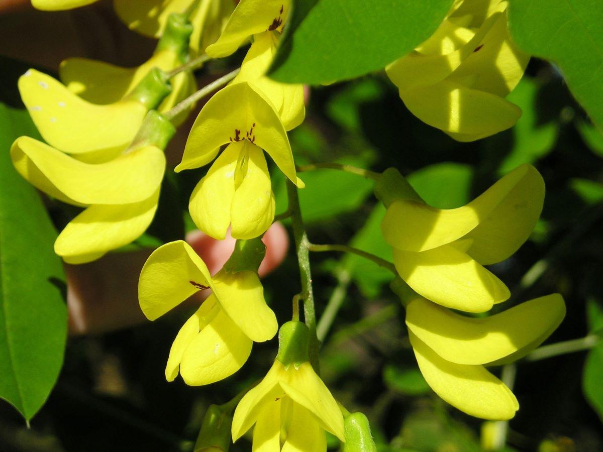 La lluvia de oro florece en primavera