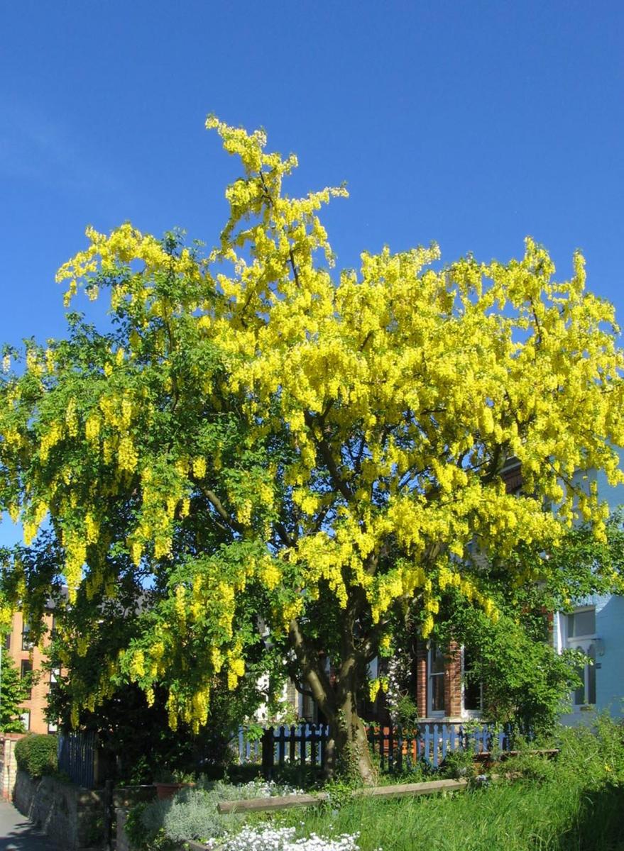 La lluvia de oro es un árbol pequeño