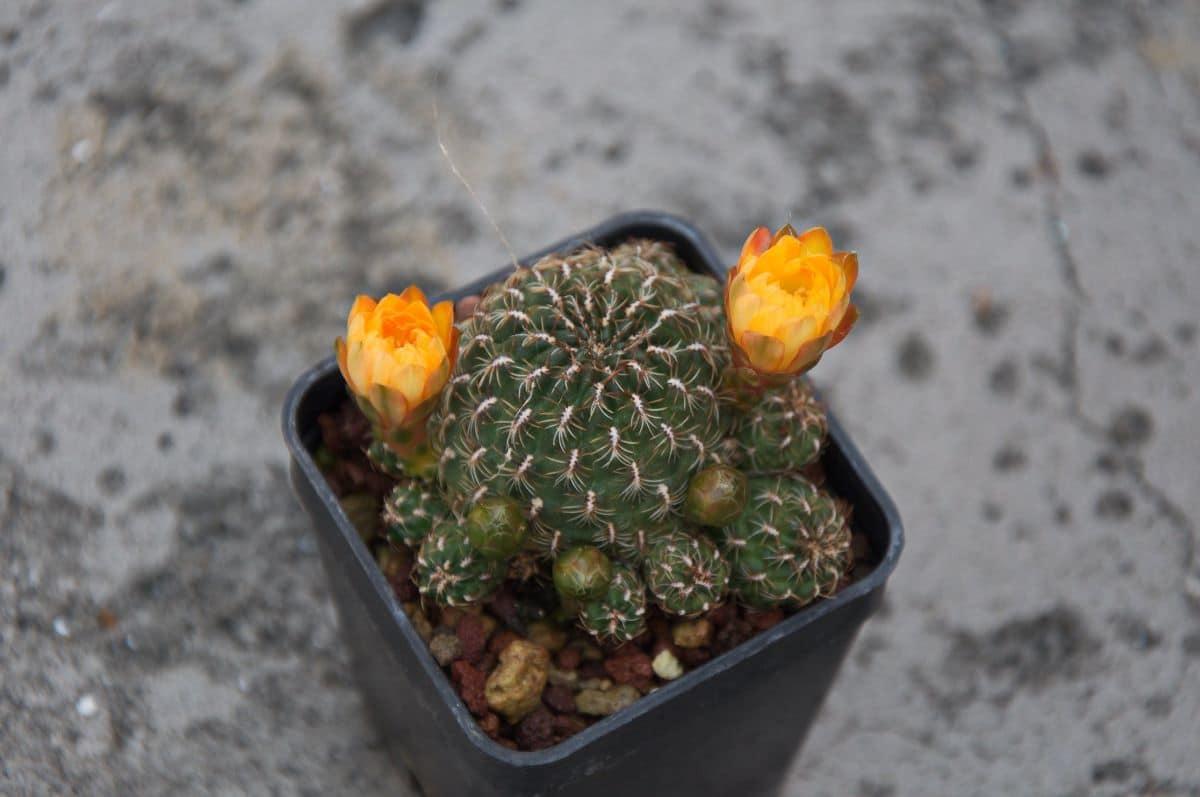 La Rebutia arenacea tiene flores naranjas