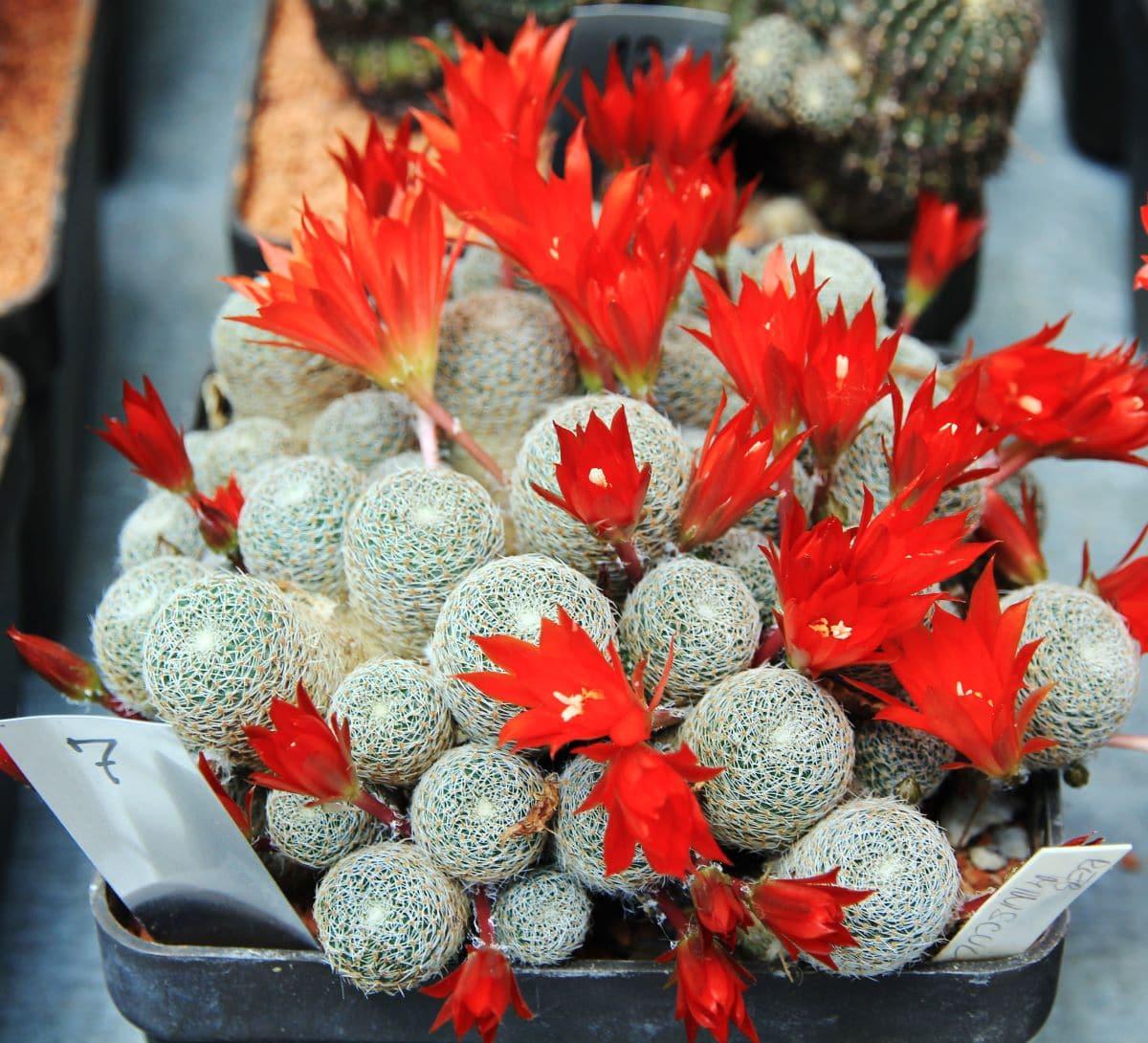 La Rebutia heliosa es un cactus pequeño