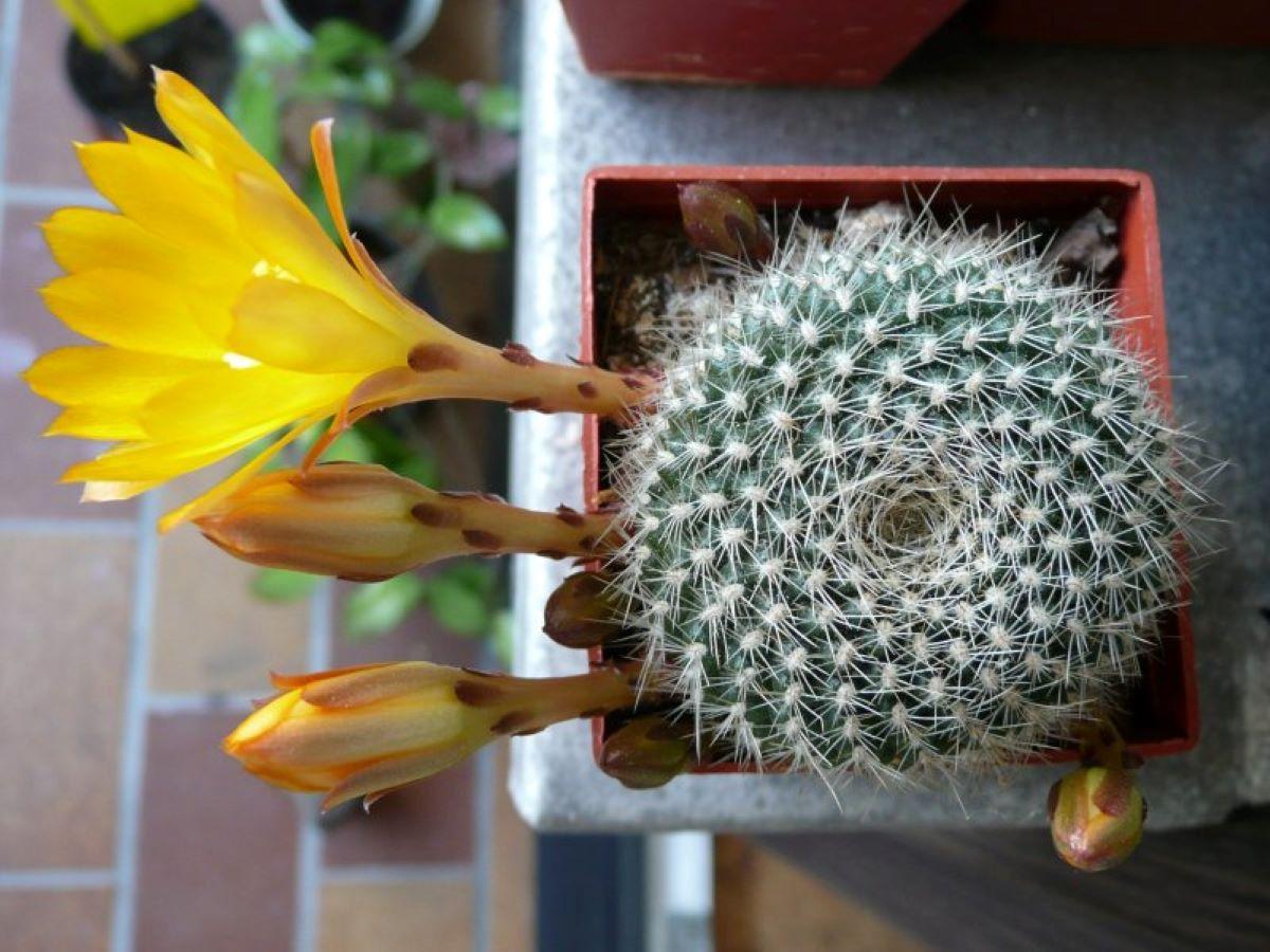La Rebutia krainziana es un cactus de espinas blancas