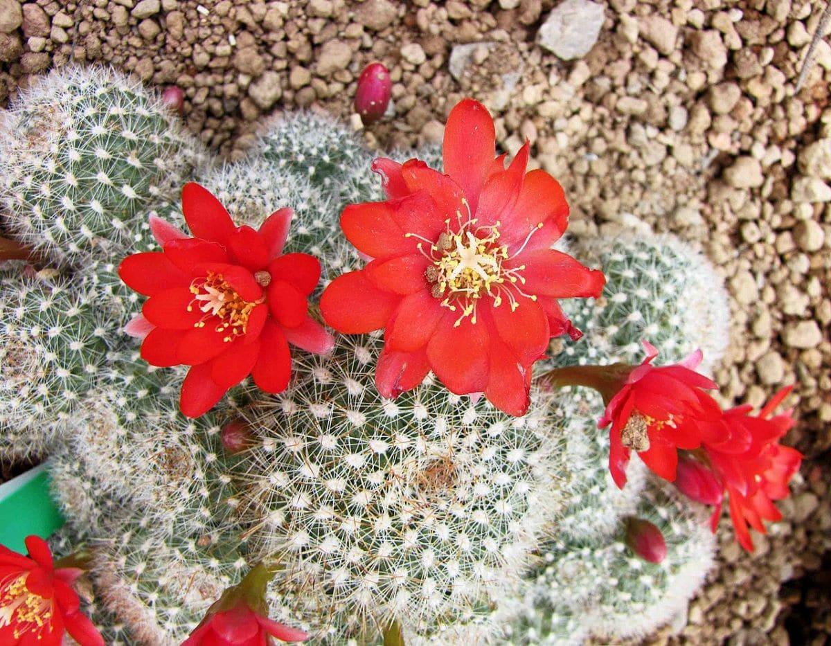 La Rebutia minuscula da flores rojas