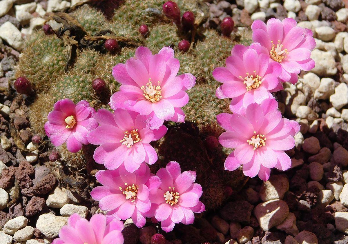 La Rebutia perplexa tiene flores rosas