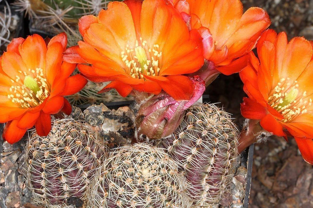 La Rebutia pygmaea es un cactus muy pequeño
