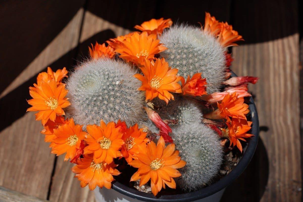 La Rebutia muscula es una especie de cactus globular