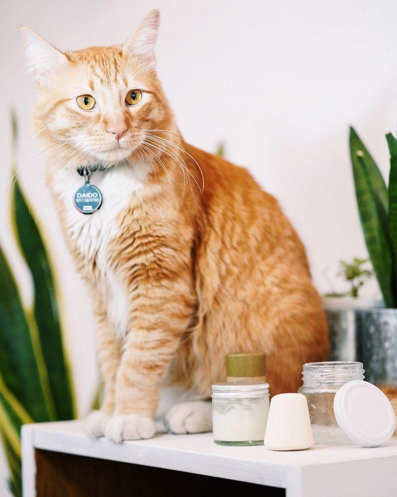 desodorantes zero waste