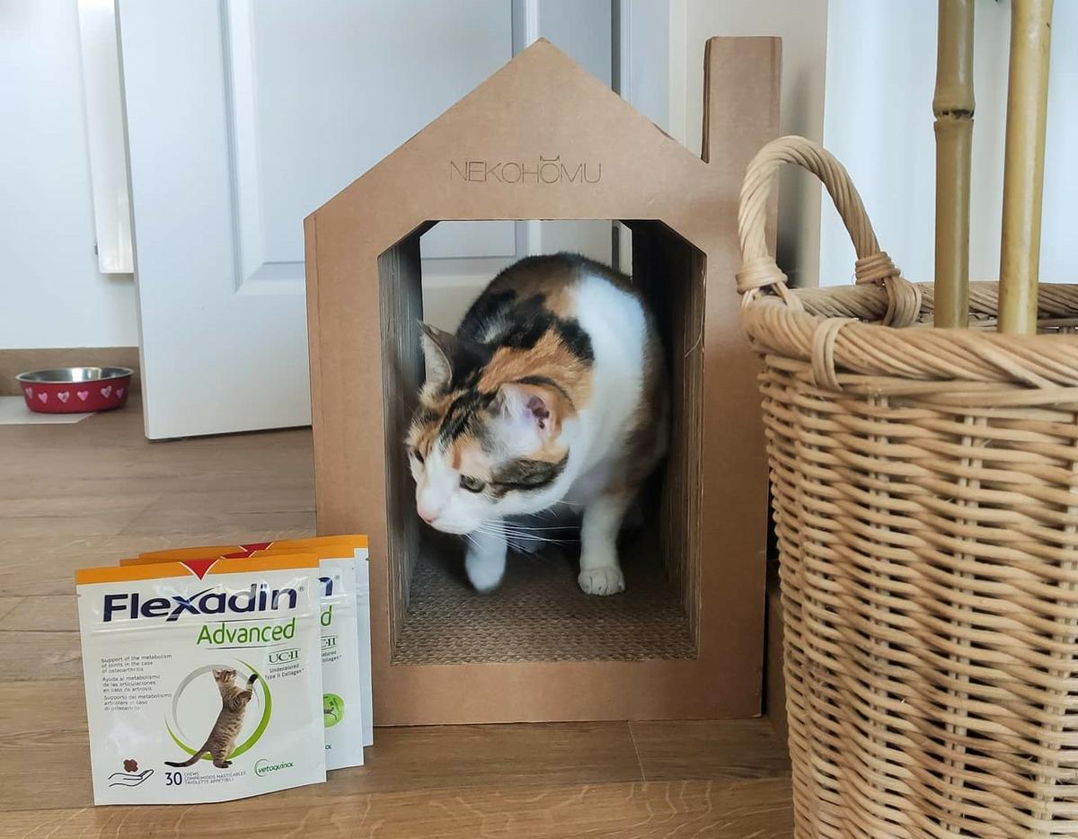 flexadin advanced gato