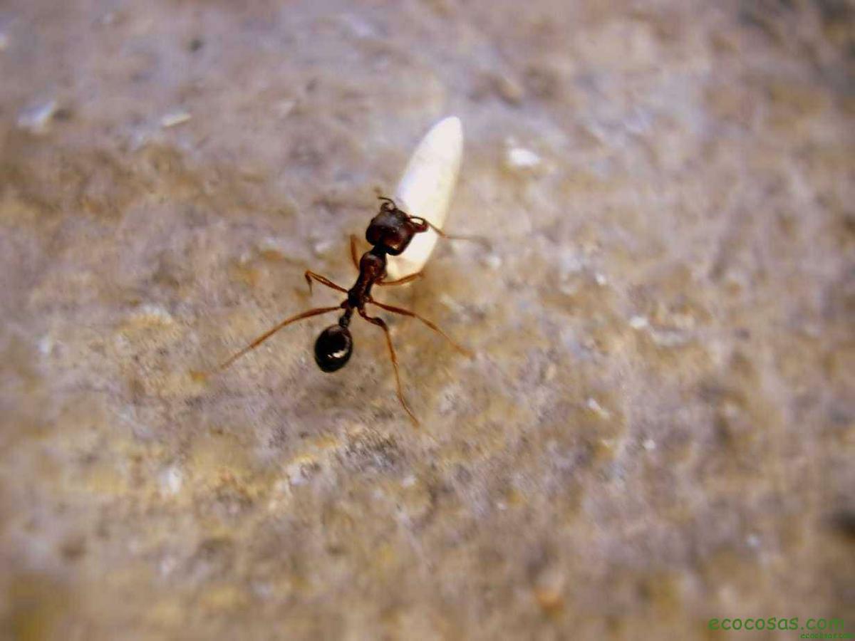 11 Formas de mantener las hormigas fuera de casa 2