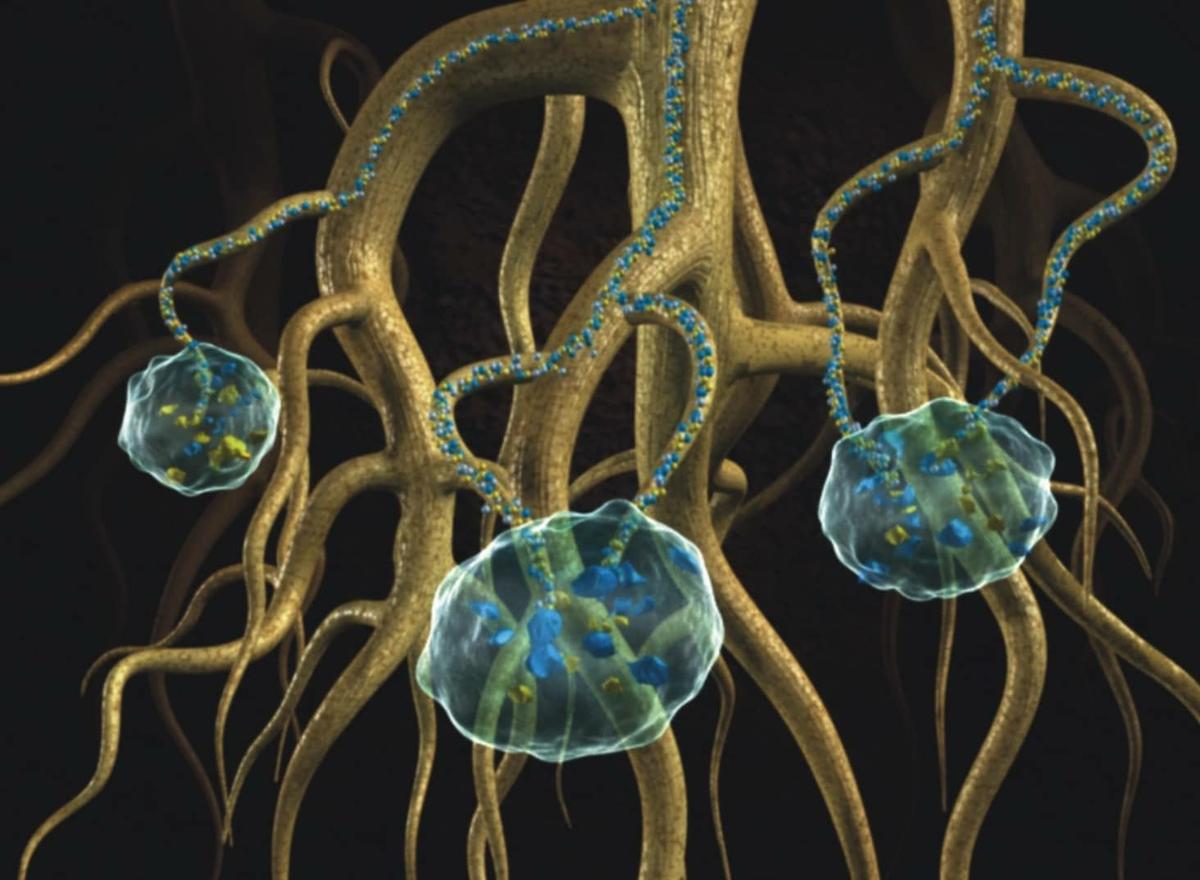 Ahorrar agua en el jardin raices