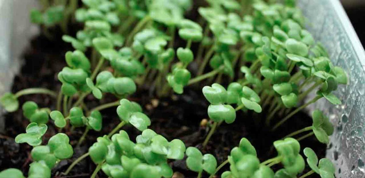 que es el aclareo de plantas