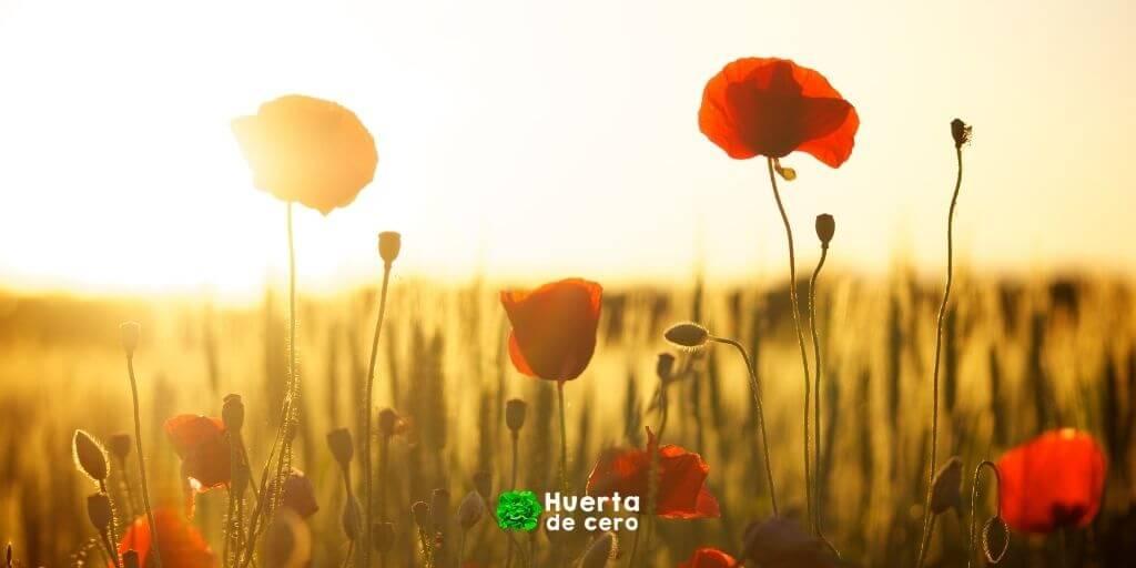 Amapola de California - Cuales son sus usos