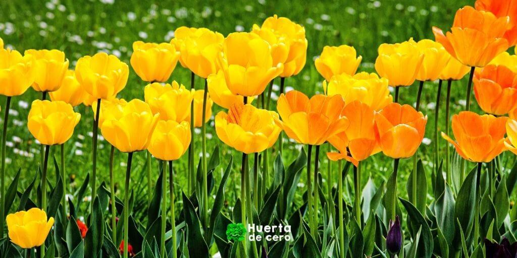 Amapola de California - Como plantar en Argentina