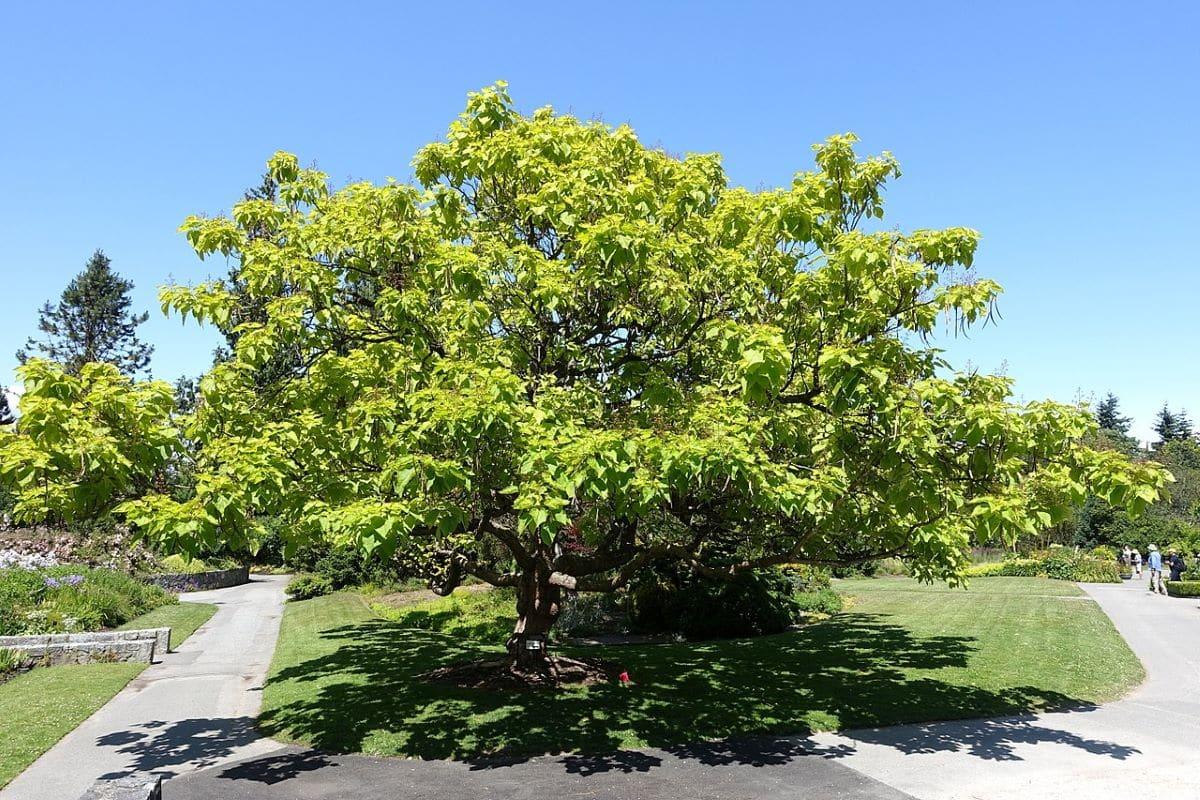 La Catalpa es un árbol caducifolio