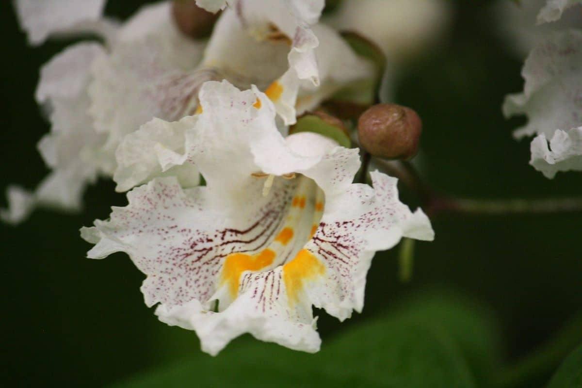 Las flores de la catalpa son blancas
