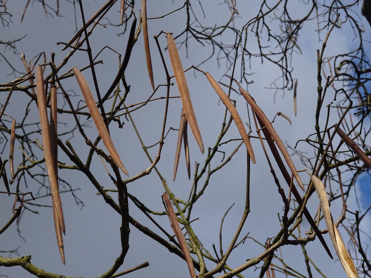 Los frutos de la catalpa son cápsulas cilíndricas