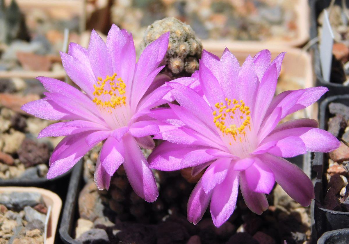 La Mammillaria theresae es un cactus pequeño