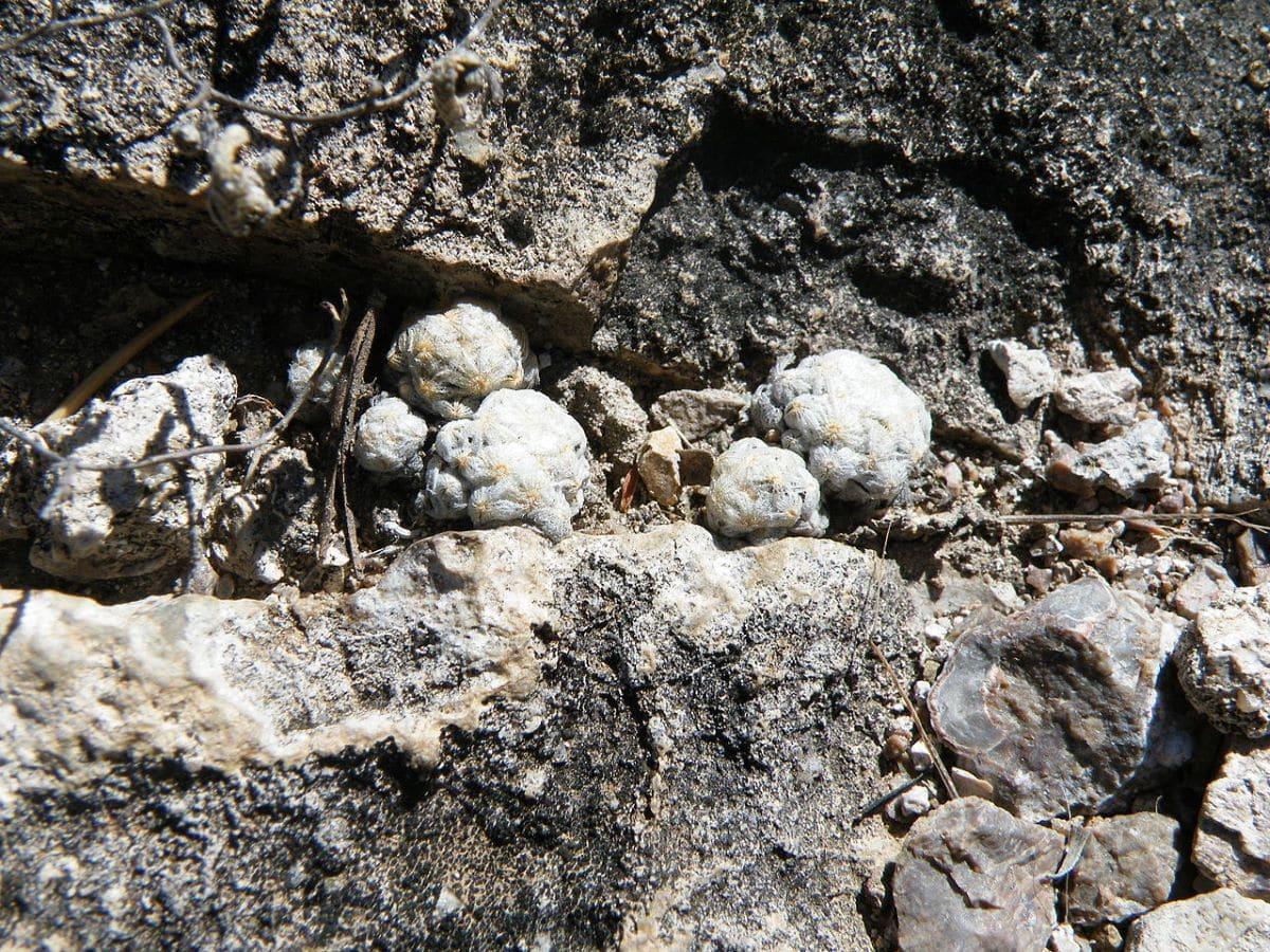 La Mammillaria theresae es un cactus muy pequeño