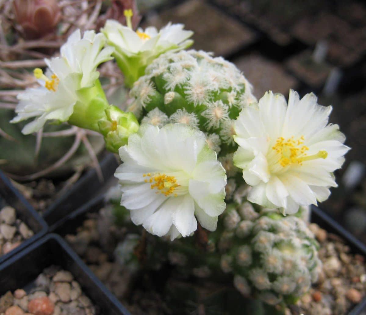 La Mammillaria theresae es un cactus de flores pequeñas