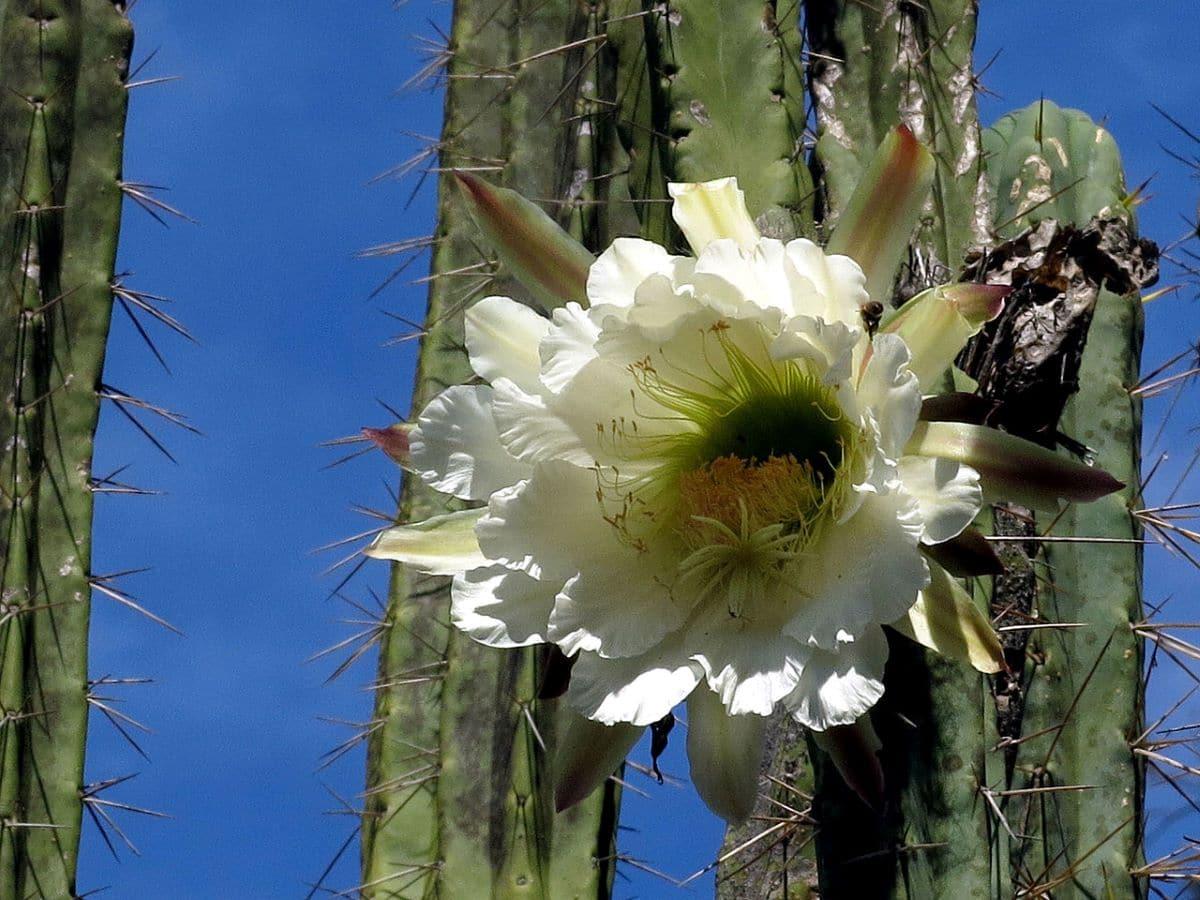 El Echinopsis peruviana es un cactus que produce flores blancas