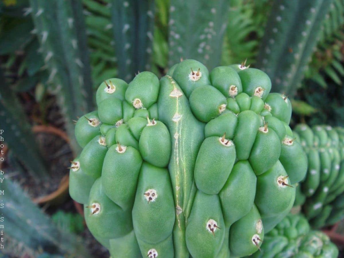El Echinopsis peruviana es un cactus 