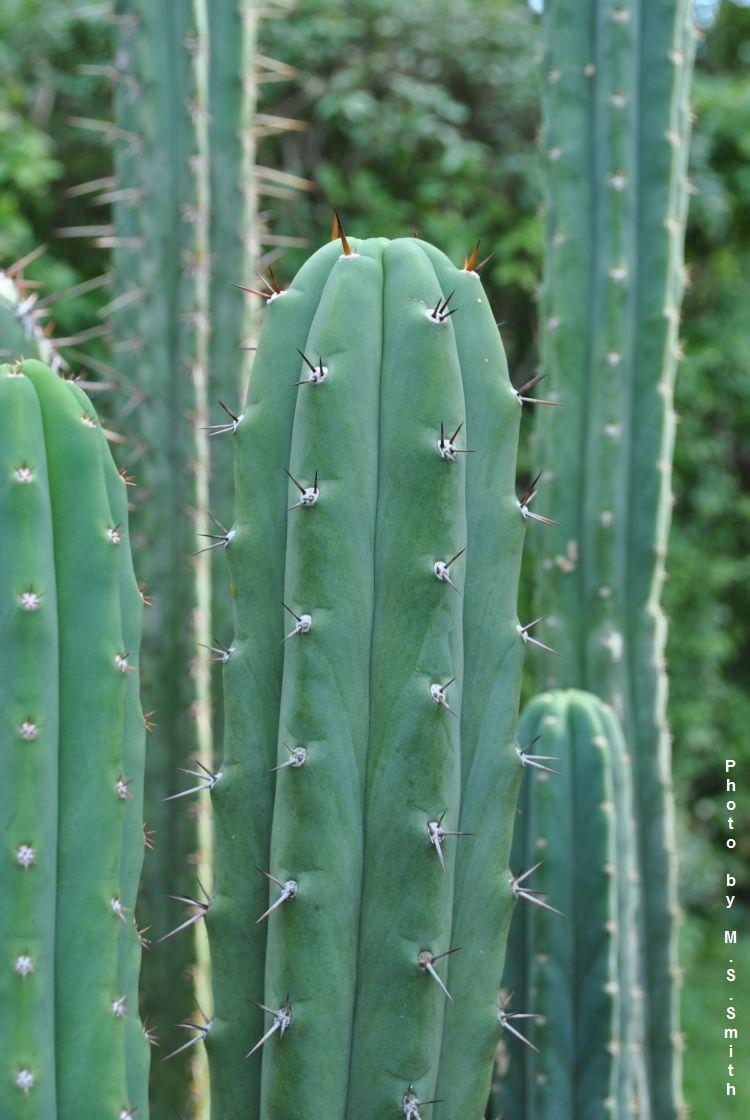 El Echinopsis peruviana es un cactus de rápido crecimiento