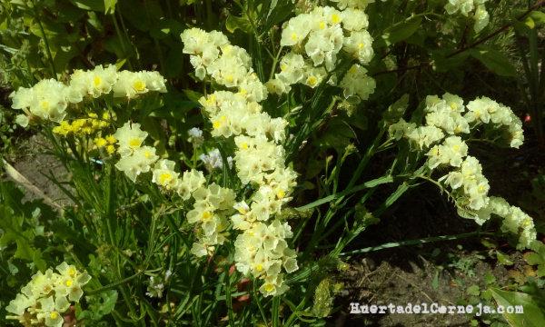 Limonium en la huerta