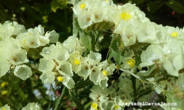 Limonium de color amarillento