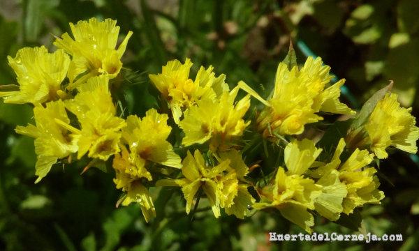 Flores de limonium