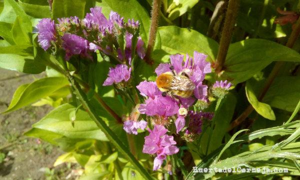 estátice o limonium, polinizadores