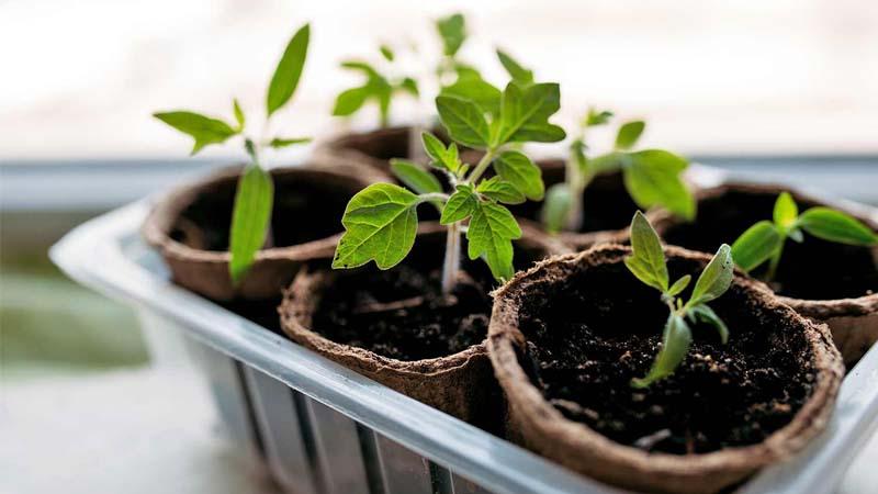 Cultivar plantas en maceteros