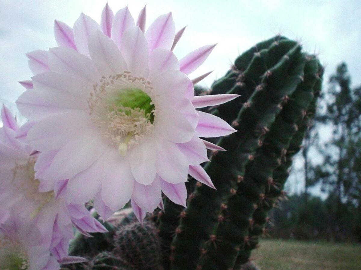 Los abonos para cactus pueden ser líquidos o en polvo